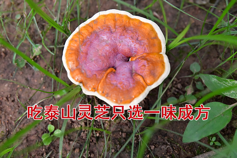 一味成方泰山灵芝尹涛：为什么现在不同包装的灵芝孢子粉很多，颜色深浅不一样，价格也千差万别？