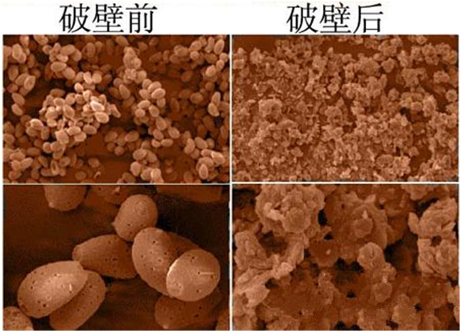 一味成方尹涛：灵芝孢子粉破壁里的门道儿