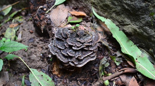 泰山灵芝尹涛：并不是所有野生灵芝都可以食用