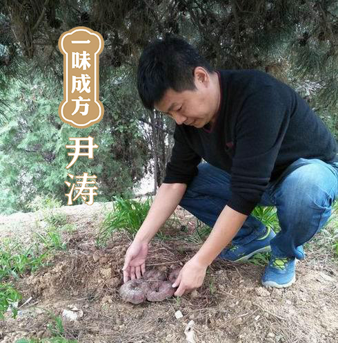 一味成方尹涛：人工种植与野生栽培灵芝有何区别？灵芝的功效与作用