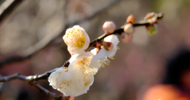 春天太适合吃灵芝了，这些好处让您的健康“生机勃勃”