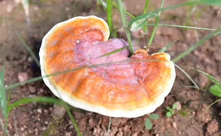 一味成方：什么是“反季节灵芝”？反季节灵芝孢子粉能吃吗？