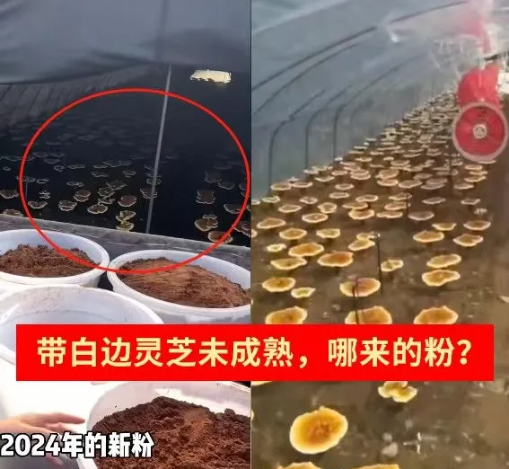 一味成方：7月灵芝还未喷粉，就有新粉上市了？警惕老粉新卖、旧粉清仓！