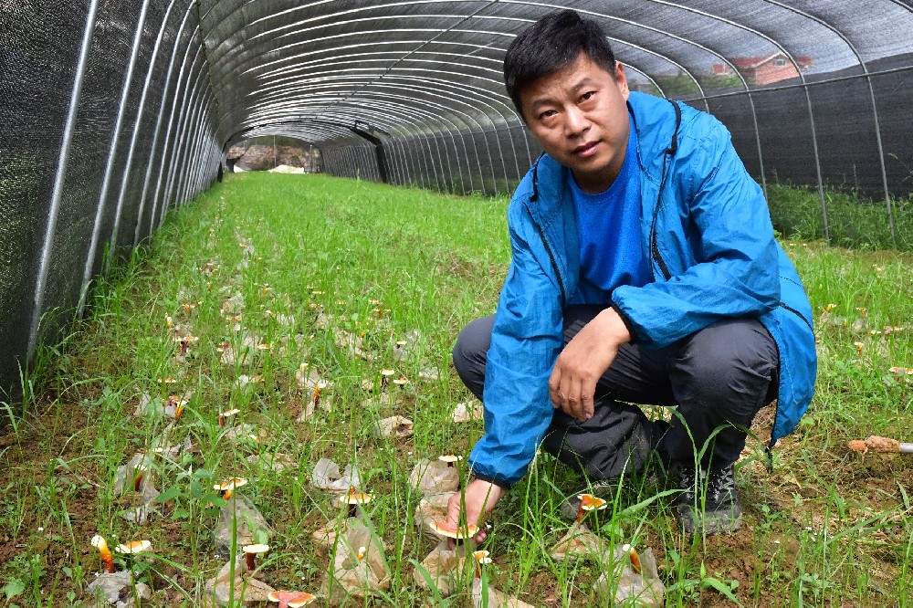 一味成方尹涛：调免疫、助睡眠、止咳平喘...灵芝还有多少好处？