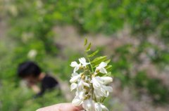 泰山自驾游，带你一起赏灵芝