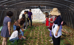 一味成方泰山采芝节邀请朋友们零距离采灵芝